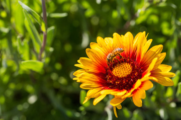 Outdoor spring, blooming yellow flowers and bees, gerbera，Gaillardia pulchella Foug.