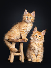 2 red Maine Coon cat kittens, sitting on and next to a little wooden stool. Looking at camera with greenish eyes. Isolated on a black background.