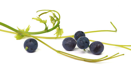 Grains de raisin noir