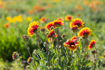 Outdoor spring, blooming yellow flower, gerbera，Gaillardia pulchella Foug.