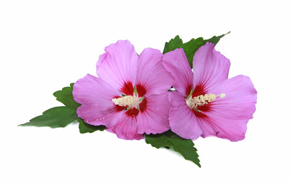 Fleurs d'Alth&eacute;a rose