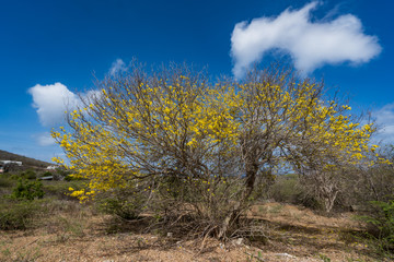 Obraz premium Views around the small Caribbean island of Curacao