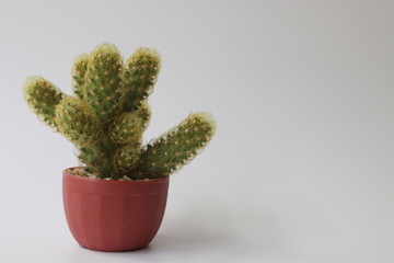 Close up cactus on White Background