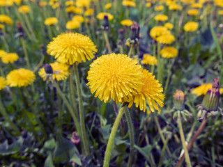 yellow dandelions in a meadow