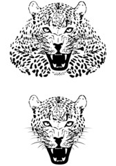 leopard on white background