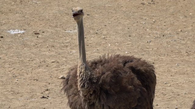 Lonely Ostrich Looking on Camera