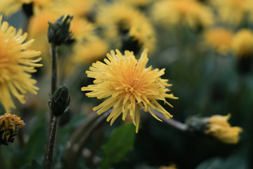 Dandelions close-up in nature