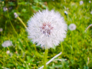 Obraz premium dandelion in the morning sunlight blowing through a fresh green background
