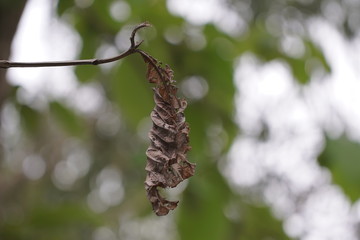 Tree Leaf
