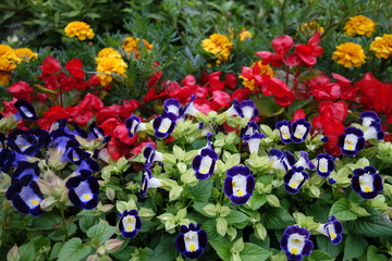 パンジーとビオラとマリーゴールド