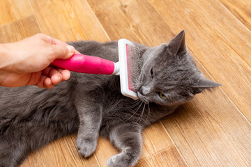 Fototapeta na wymiar Grooming brushing gray pretty cute cat with a special brush for grooming pets care concept