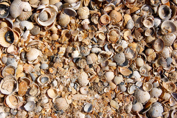 texture of many crushed shells