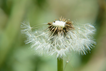 dandelion on background of green grass