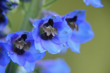 Fototapeta na wymiar bee on blu flower