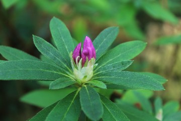 Pink lotus flower in the garden