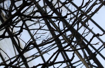 Bare branches of a tree against the background of a glass roof