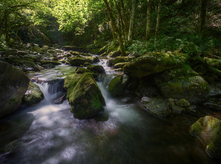 Obraz premium Refreshing scene of greenish light in a river in summer