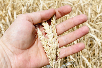 Hand with ears of grain wheat spikelet close up growing, agriculture farming rural economy agronomy concept