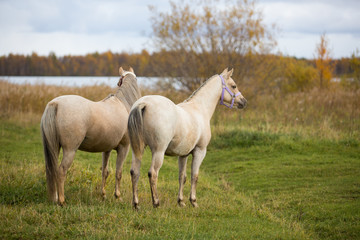  Dva poni gulyayut v osennikh polyakh 32/5000 Two ponies walk in the autumn fields