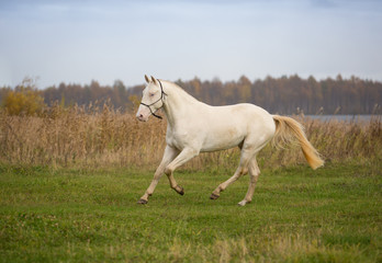 Isabel stallion frolics in the autumn fields