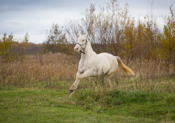 Obraz na płótnie Canvas Isabel stallion frolics in the autumn fields