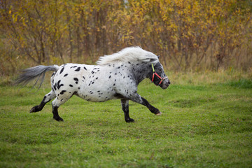 Appaloosa pony in the autumn fields