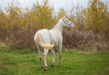 Isabel stallion frolics in the autumn fields