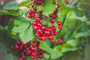 Ripe red currants close-up as background