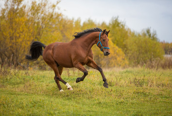 Bay stallion frolics in the autumn fields