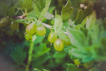 View to fresh green gooseberries on a branch of gooseberry bush in the garden