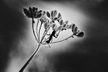 Black and white image of a black ant crawling tending aphids