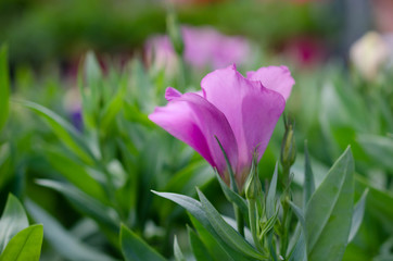 violet flower in the summer, Close-up, background .