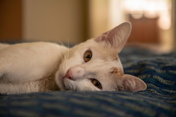 brown Cat on a bed with different poses. 