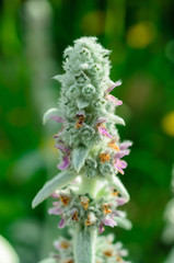 blomming flowers in the green garden on summer or spring