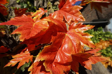 A flower garden,Flower wallpaper,Flower background,Flower images and photo HD resolution