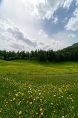 Blumenwiese auf einer bayrischen Alm