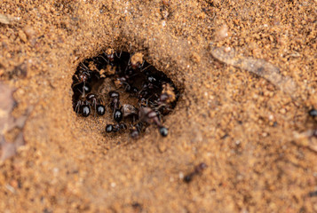 Carpenter Ants at work, in wild