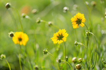 Outdoor spring, blooming yellow flower close-up, Coreopsis，Coreopsis drummondii Torr. et Gray