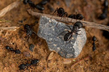 Carpenter Ants at work, in wild