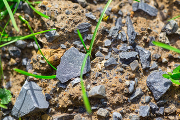 Rock Earth Plant Texture