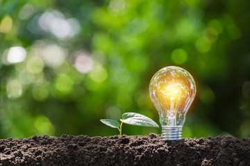 Light bulb with  young plant for energy concept put on the soil in soft green nature background.