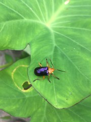 Bug yellow black ,,,,...