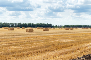 Fototapeta premium harvested grain cereal wheat barley rye grain field, with haystacks straw bales stakes cubic rectangular shape on the cloudy blue sky background, agriculture farming rural economy agronomy concept