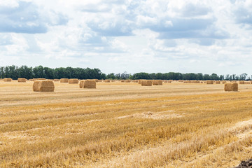 Fototapeta na wymiar harvested grain cereal wheat barley rye grain field, with haystacks straw bales stakes cubic rectangular shape on the cloudy blue sky background, agriculture farming rural economy agronomy concept