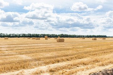 Fototapeta premium harvested grain cereal wheat barley rye grain field, with haystacks straw bales stakes cubic rectangular shape on the cloudy blue sky background, agriculture farming rural economy agronomy concept