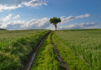Fototapeta na wymiar Árbol solitario en medio de un campo verde de trigo al atardecer
