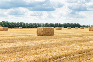 Fototapeta premium harvested grain cereal wheat barley rye grain field, with haystacks straw bales stakes cubic rectangular shape on the cloudy blue sky background, agriculture farming rural economy agronomy concept
