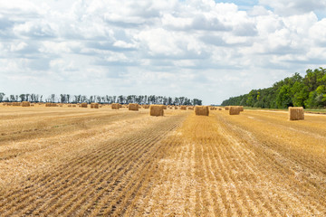 Fototapeta premium harvested grain cereal wheat barley rye grain field, with haystacks straw bales stakes cubic rectangular shape on the cloudy blue sky background, agriculture farming rural economy agronomy concept