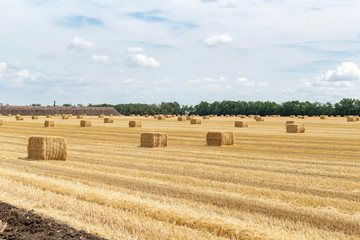 harvested grain cereal wheat barley rye grain field, with haystacks straw bales stakes cubic rectangular shape on the cloudy blue sky background, agriculture farming rural economy agronomy concept