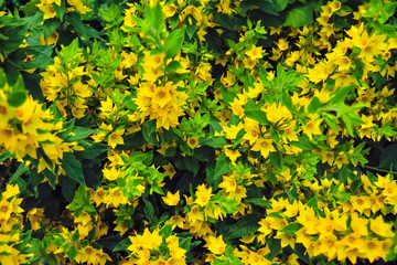 Macro photo nature yellow Lysimachia vulgaris flowers. Texture background plant golden yellow loosestrife flower.